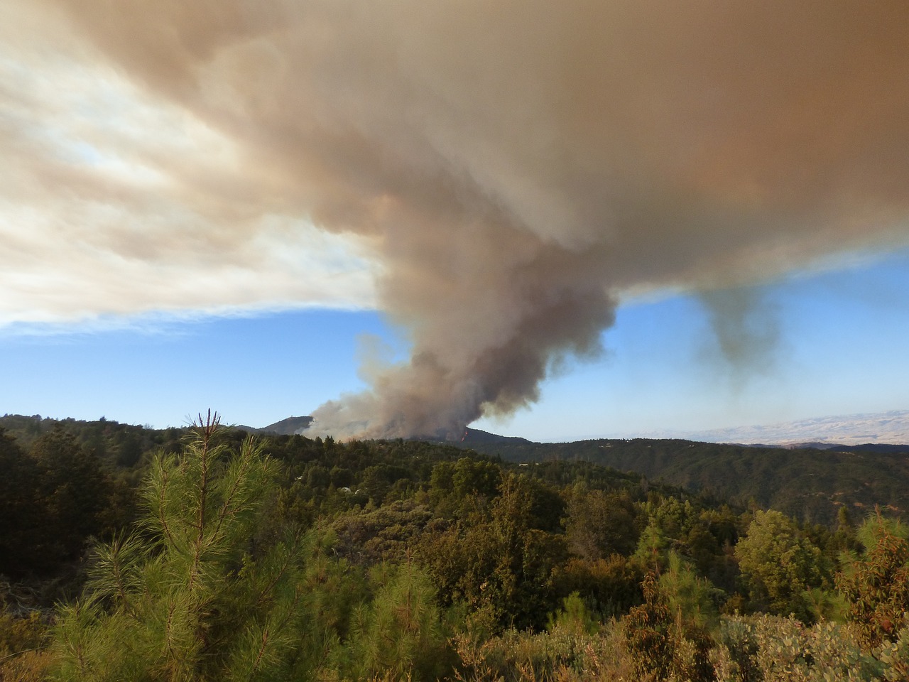 The Impact of Fires on Biodiversity